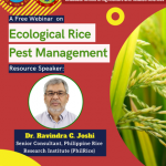 GS CARS organizes a webinar on ecological rice pest management