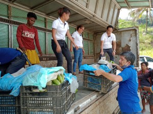 AGAK Team and IP farmers observing social distancing while hauling banana harvest to be marketed